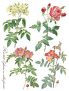 ROSE BOTANICAL - IOD TRANSFER 12×16 PAD™ - Vintage Revival Design Co