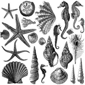 SEASHORE 12×12 IOD STAMP - Vintage Revival Design Co